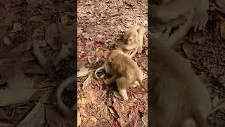 Three youngster in sovanna group playing for fun #monkey #wildmonkey #shortsvideo
