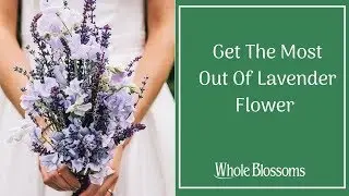 Whole Blossoms Provides multiple varieties of Wholesale lavender flower in bulk