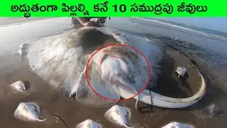 Amazing ways sea creatures giving birth | Ocean creatures | Telugu facts | amazing facts | Ocean