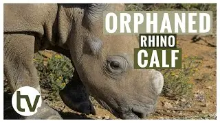 Orphaned Rhino Calf Moves Out of Intensive Care