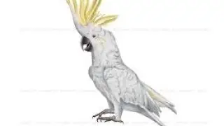 কাকাতুয়া।drawing 