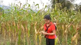 A Simple Countryside Life: Single Mom Harvests Corn to Prepare for the Season