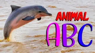 ANIMAL ALPHABET | Kids Dance Song ABC