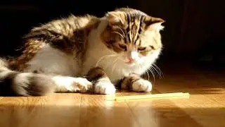 My cat met its greatest enemy... a noodle 🍝 Wait for it! 🙀