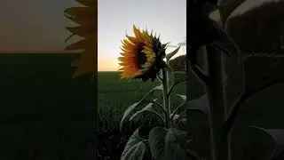 синева