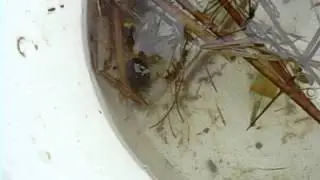Dytiscus marginalis - Great Diving Beetle