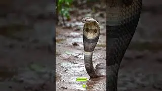 Jungle Bite #Animal #SnakeInside #Nature #Wildlife #AnimalLover #Snake #animals