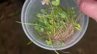 Part 2- our pet Bob the tiger moth caterpillar (5 days) 