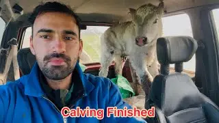 Last calving video - 400 cows Dairy farm 