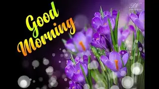 Good Morning Video With Mauve Flowers, Good Morning Status, Greetings and Wishes