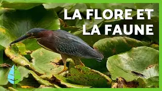 C'est quoi la FAUNE et la FLORE ? 🌷🦁 | L'IMPORTANCE de la FAUNE et la FLORE