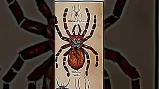 TYPES OF SPIDERS|BABOON SPIDER|PART-9|#creature#spider@LIKEMYTH@MrBeast@TotalGaming093