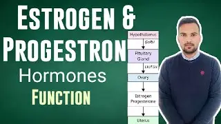 Female hormone| Estrogen | progesterone| function| Innovation classes