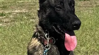 TANK - Dutch Shepherd male Executive Protection Dog. 386-209-0595