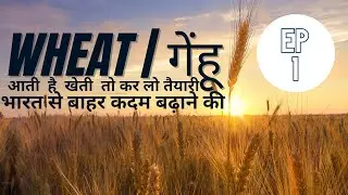 Wheat:Episode1 | Farming in Russia India Abroad | Small Business Ideas 2023 Immigration Visa Trade
