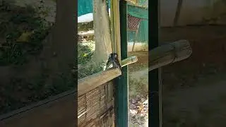 The bird lost its loved one and committed suicide 😪😪😪