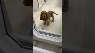 how beautiful puppy dog 🐶😍❤️ #shorts #short #funny #moments #motivation #dog #beautiful #viral #yt