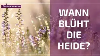 Wann bl&uuml;ht die Heide? | Mit Geheimformel | L&Uuml;NEBURGER HEIDE