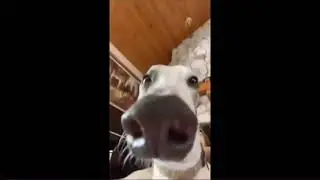 Are you ok? Do you have the sneezes? (Dog Meme)