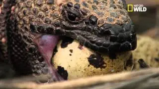 Le monstre de Gila