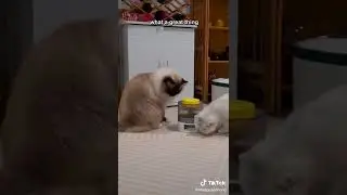 Waggle Interactive Treat Dispenser for Cats and Dogs