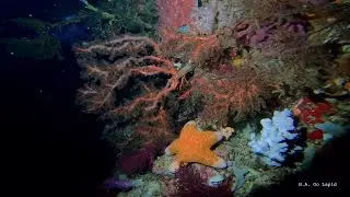 Sunset dive at Cabilao Island - Gopro Underwater
