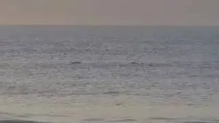 4 metres long croc Wangetti beach