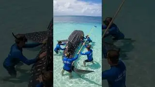 Whale Shark Saved