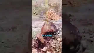 Deswegen l&ouml;st man gro&szlig;e Felsbrocken❗️🪨😳