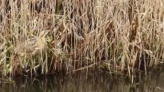 Rohrdommel