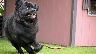 The Wonderful World of Newfoundland Dogs: Exploring Their History in Therapy Work
