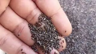 Lavender 🪻 Seed Farming Lavender ki Kheti ki sampurn Jankari How to Grow Lavender #lavender #herbal 