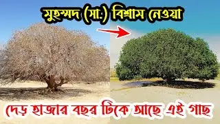 মুহম্মদ (সা.) এর সংস্পর্শে মরুভূমির বুকে আজও বেঁচে আছে সাহাবী গাছ |  Sahabi Tree