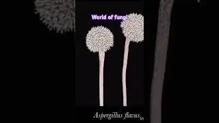 Microscopic view of Fungi #microbes#microbiology #microscope #shorts #viralvideo#viralshort#video