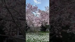 🌸                                                                           #spring#flowers#canada