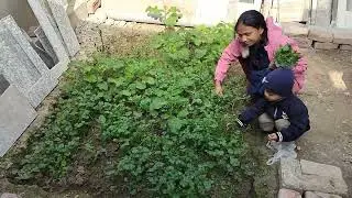 Khusbudar organic Dhaniya ready#organic#khusbudar#Khairikalaan#dhaniyakikheti