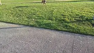 Los cachorritos de Tai B&B  la primera vez al parque  con papapit 😍😍😍