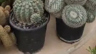 The Hidden Beauty of Cactus Gardens