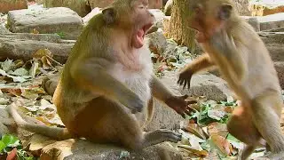 Funny video with Sweet Pea and his friends, Update monkey Sweet pea