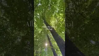 Experience the Beauty of Quran Recitation #quran, #recitation, #islam, #spirituality, #viralvideo