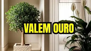 JADE E LÍRIO EM 2026: As 2 plantas que vão VALORIZAR sua casa agora!