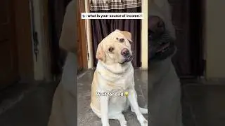 Pehla tu duja tu 😂 || labra rubi || #shorts #youtubeshorts #labrador #dog #funny #memes #viralshort