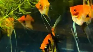 Angels Plus Regular Koi