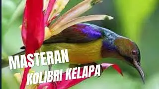 MASTERAN KOLIBRI KELAPA #masteranjernih