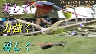 【凄い！】大迫力のバードパフォーマンスショーat神戸どうぶつ王国【実際に見てほしい】
