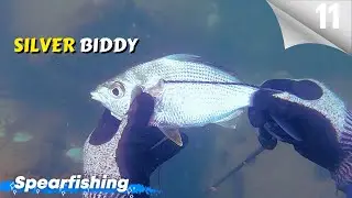 Silver Biddy & Trevally | Spearfishing Episode 11