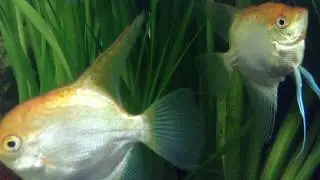 Джунгли Океана Oceanic Life Relaxation
