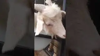 வெள்ளை ஆடு