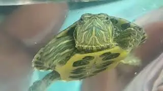 #Tortoise  tortoisepet Comedy video tortoise talk 🤣🤣 @anjiraj7