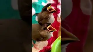 Fawn Java chicks #shortvideo #youtubeshorts #birds #javasparrow #javabirds #handfeedingbirds